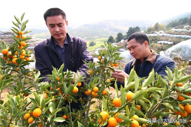 小小赤霉素，作物好朋友？你知道赤霉素在不同作物上的正确用法吗4