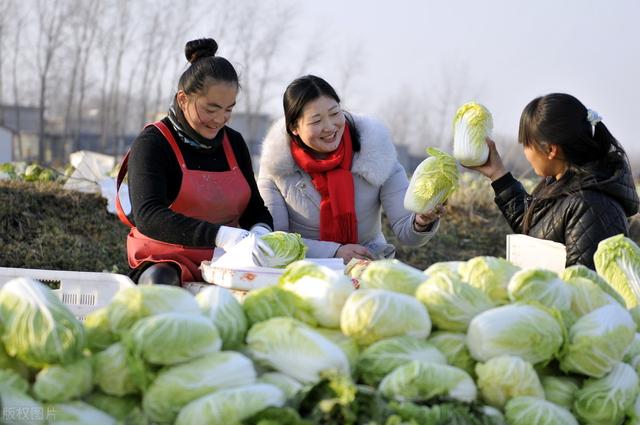 娃娃菜露地栽培新技术，早知早受益，建议收藏