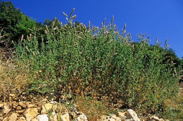 想要种植留兰香？与薄荷的区别你知道吗？田间施肥、浇水很关键4