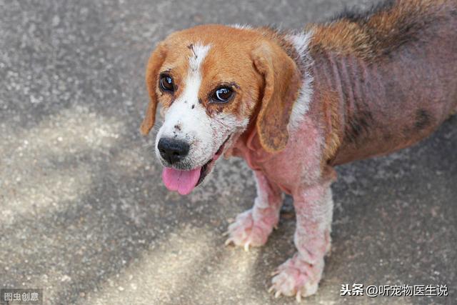 狗狗双甲脒中毒没有解药，宠物主人使用的时候一定不要犯这些错误