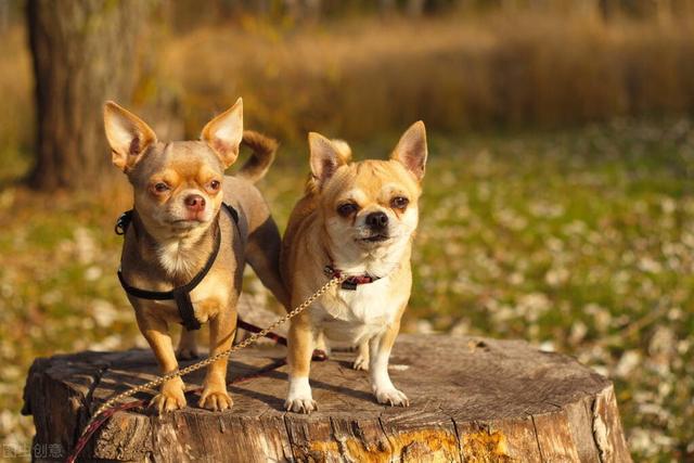 小型宠物犬品种大全