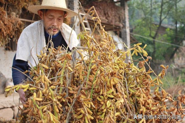 大豆有花无荚、有荚无籽、有籽干瘪、落花落荚的原因与防治技巧12