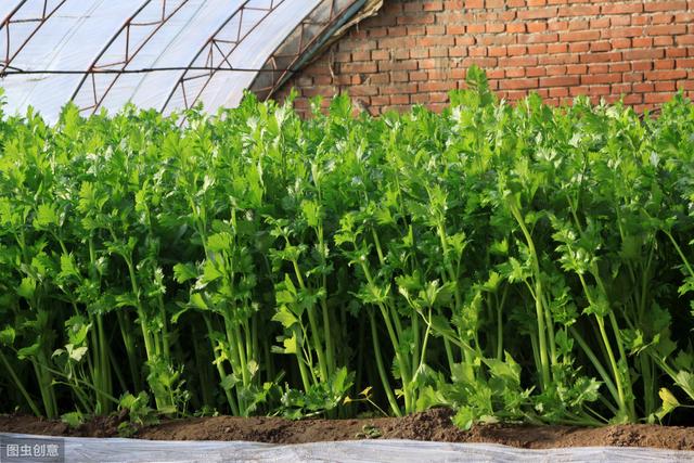 芹菜田除草难度大，农民选择正确的化学除草方法才能轻松搞定！2