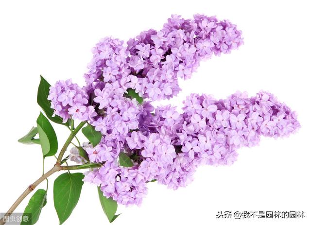 暴马丁香 暴马丁香（暴马丁香桑黄） 生活