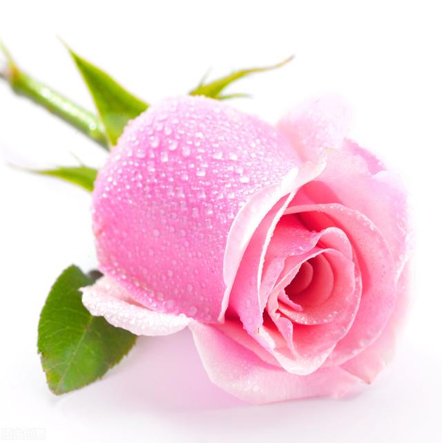 粉玫瑰代表什么意思 粉玫瑰代表什么意思（十一朵粉玫瑰代表什么意思） 生活