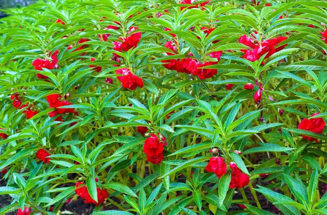 鳳仙花種子,養花不用買盆栽(鳳仙花種子的外形特徵)