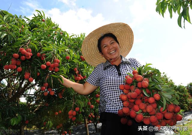 磷酸二氢钾对作物是个宝，学会这几个使用妙招，使用效果会更好14