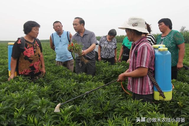 氨基寡糖素：促长壮棵+防治病虫害，作物浸种、灌根、喷施都能用5