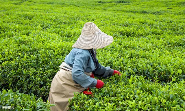 油茶树苗价格