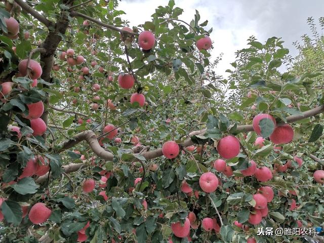 磷酸二氢钾加上这种硼肥，保花保果，膨果快4