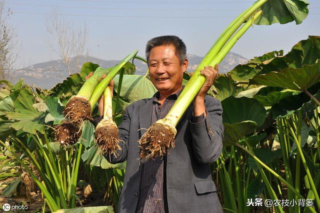 芋头种植管理有讲究，用好以下这10条，后期产量增加可不少8