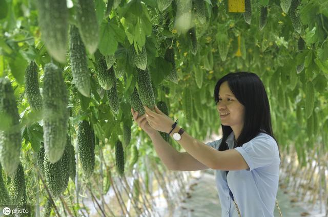 苦瓜白粉病生长中后期发病最为严重，看专家怎么控制4