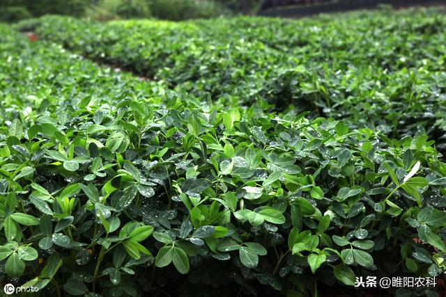 嘧菌酯新用法，克服抗药性，分分钟钟在杀菌，病虫防治新趋势4