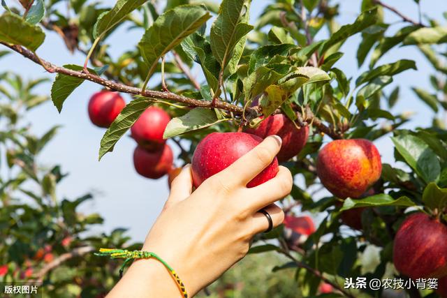 苹果长果锈影响果实外观品质，苹果生锈的原因和防治方法有哪些？14