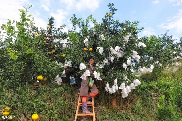 生物免疫膜技术代替果实套袋，是科学还是骗局？3