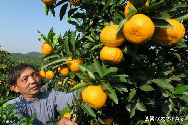 柑橘红蜘蛛危害重、防治难，用好这些方法，春季防治最关键！4