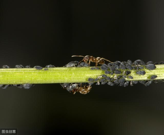 玉米矮花叶病造成植株变黄矮化，与粗缩病如何区分？该如何防治？6