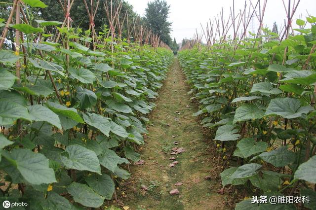 又一个新药上市防治抗性白粉虱、烟粉虱，万无一“虱”，干净彻底4