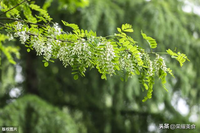 槐花的资料