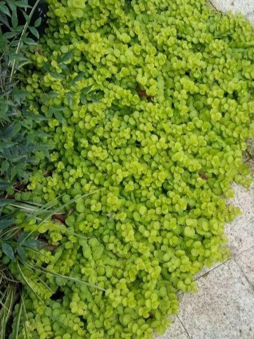 地被植物（地被植物在新材料中的应用）