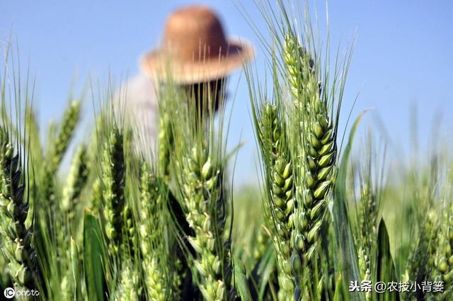 虫体小、难发现、易减产！小麦吸浆虫防治一定要抓住这两关键期！12