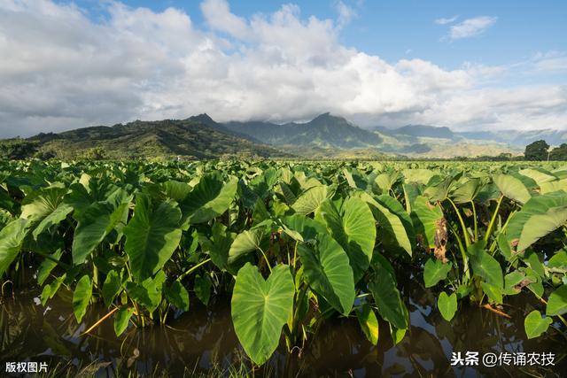 长汀香芋种植技术及病虫害防控，简单实用又简单，经验老农来支招2