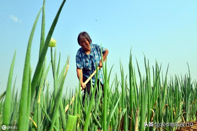 大葱高产种植注意事项，育苗、水肥、病害管理怎么做呢？6