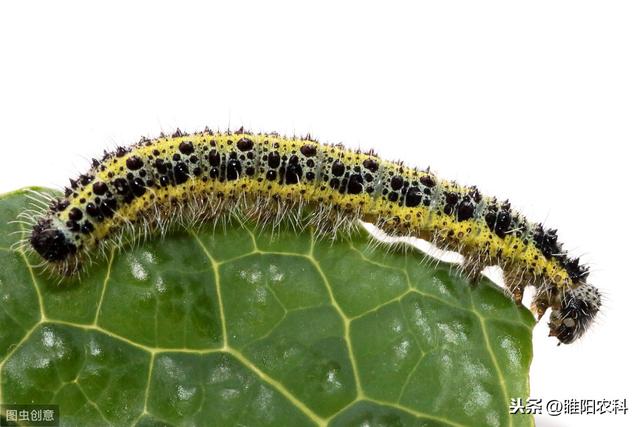 这个新药专治抗性草地贪食蛾、甜菜夜蛾、斜纹夜蛾等危险性害虫