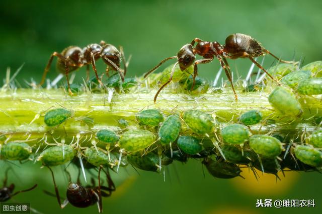 蚜虫这样治只需一次，就能管80天，简单又高效，为什么很少人采用3