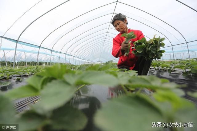 植物激素生长调节剂用的巧，各类农作物才能长得好！4