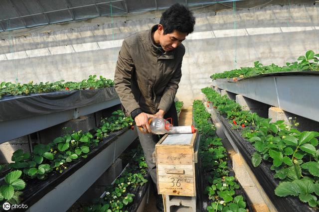 草莓芽枯病传播快、发病广、危害重，采取5项综合防治措施效果好8