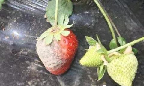 草莓烂果到底是啥原因？6