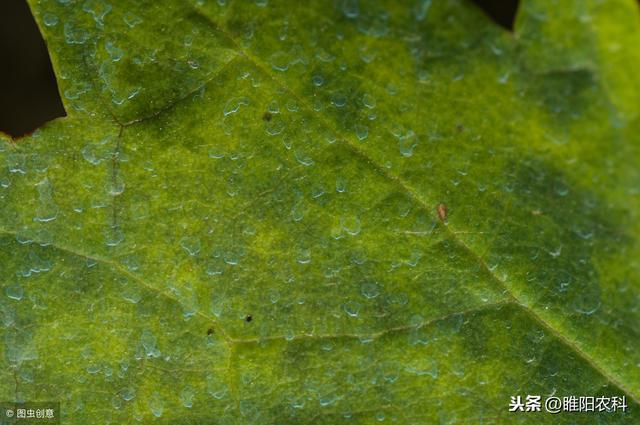 这个药具有溶菌功能，专门防治最难治的霜霉病、灰霉病和晚疫病1