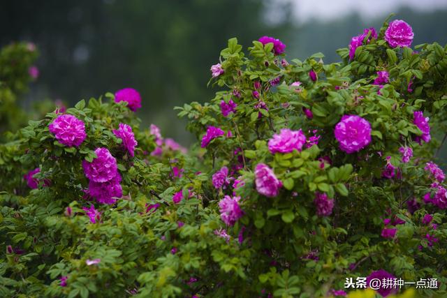 食用玫瑰花病虫害防治技术，花农请收好4