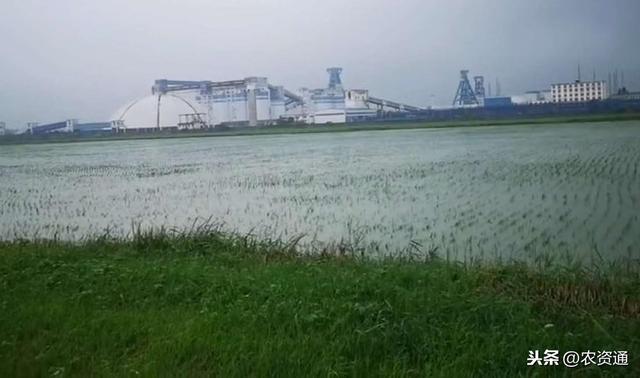 雨后暴晴，水稻叶片发卷，水面多泡沫，记住这2点，促分蘖保丰收