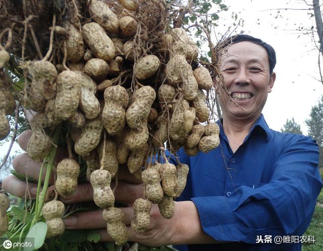 这个肥料太重要，喷药时一次加入几十克，就能增产1000多4