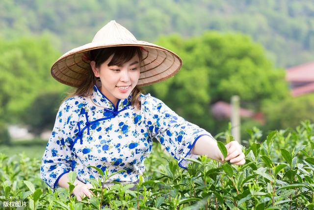 油茶树苗价格