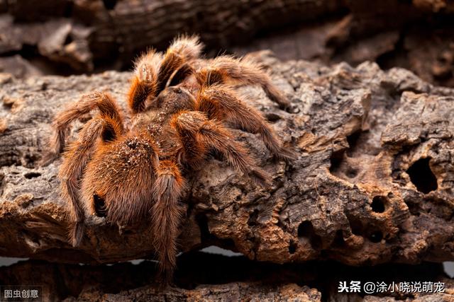 蜘蛛的生活习性