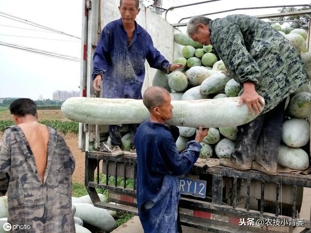 蔓枯病造成瓜果蔬菜死棵、烂果、又减产，这些防治方法要牢记！12