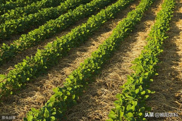 最安全的大豆、花生、油菜等除草剂，除草速度快，干净又彻底3