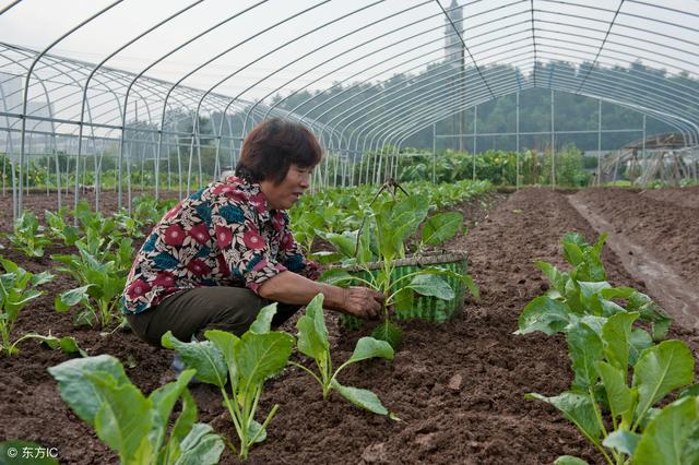 蔬菜作物生理性病害的诱发因素，掌握后您也可以种出优质蔬菜1