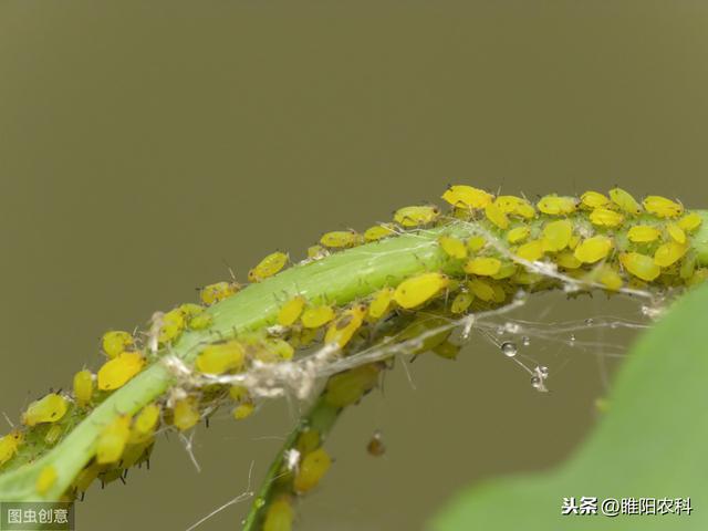 这才是最好的防治蚜虫的方法，简单又高效，持效期长，却很少用4