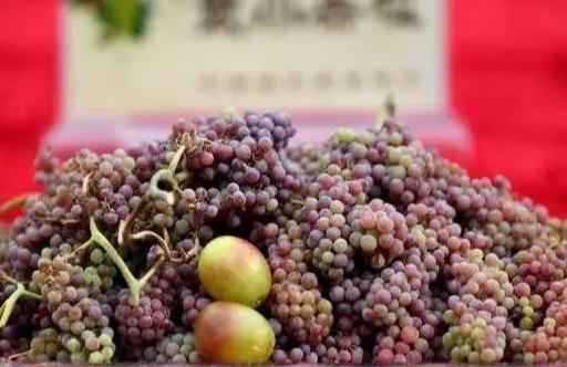 防落果、无核化、果粒膨大，葡萄用植物生长调节剂，真的这么牛？4