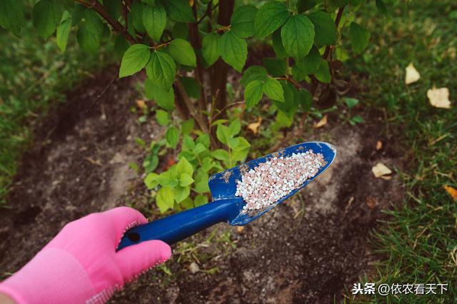 蓝莓要想产量好，花果期种植细节很重要，4大管理要点供参考4