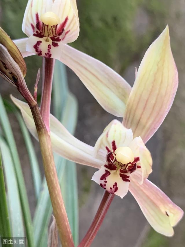 百合的花语是什么