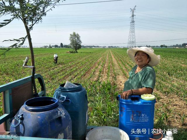 前期预防+幼虫诱杀+药物灭杀，这才是地老虎综合防治的正确方法！6