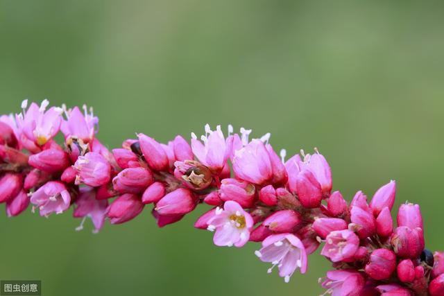 狗尾巴花（狗尾巴花图片）