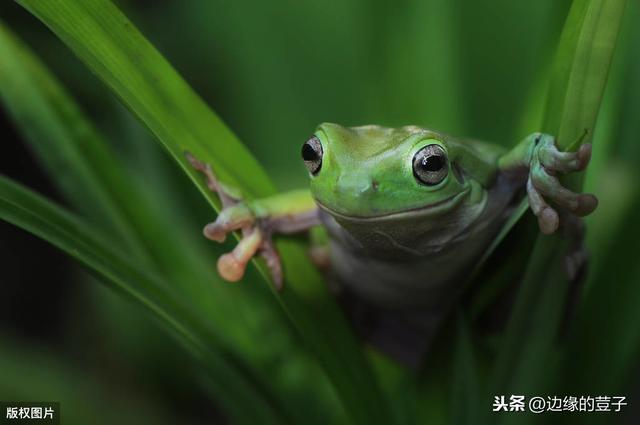 从丁硫克百威的作用和使用方法，浅析无毒药剂的未来，未来可期3