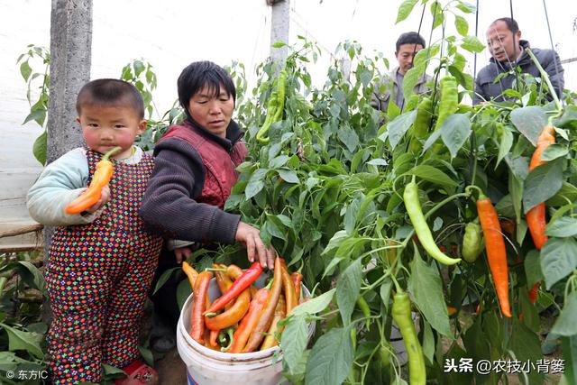 辣椒开花坐果困难、经常落花落果的原因有哪些？有哪些防治方法？3