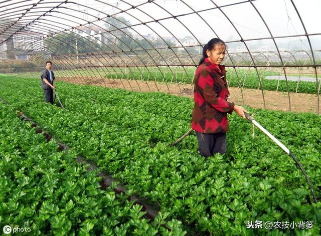 长毛的菌肥和不长毛的菌肥哪种好？如何挑选菌肥才不会上当受骗？5